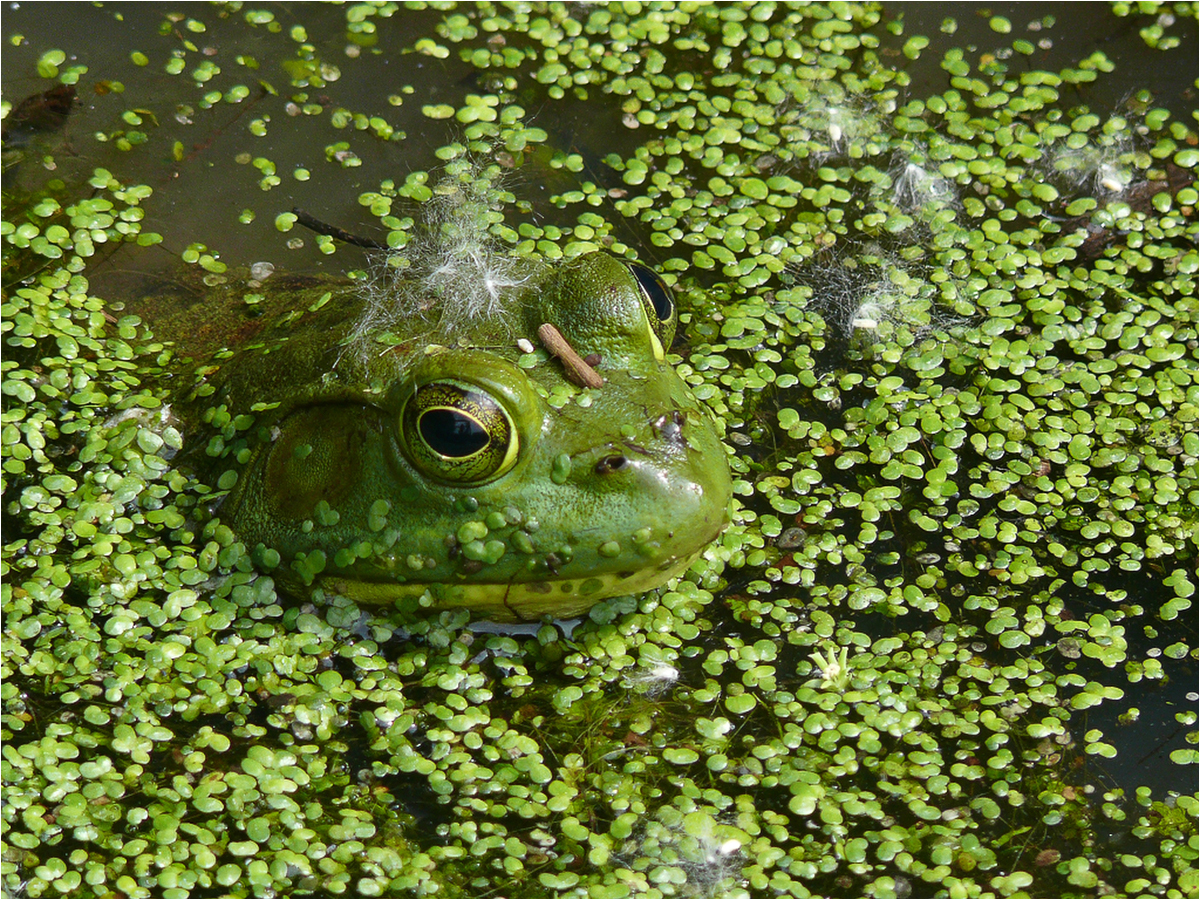 Duckweed Camouflage
